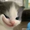 tvynha_troii