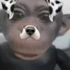 autistapcd