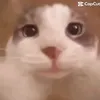 carlouvtmp0