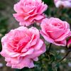 hamidah95788