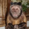 dexthemonkeyy