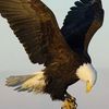 user4540530051194