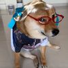 Pet _funnyvideos305