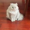 yoyomeow2505