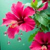 mst.nijhum37
