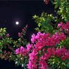 noreenahmed7251