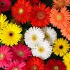 nur.fatema26
