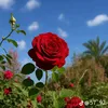 gcydhv_85