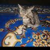 bolang.kucing