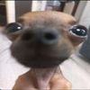 nemet_neves