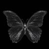 butterflyysweet