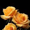 ramzanahmad444