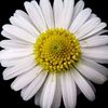 daisyflow_18