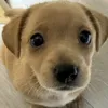 manelshxwty2