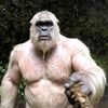 bigfootaura