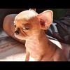 dogg_lover13