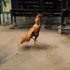 adudufaram067