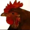 ng.ngdanongsieudz