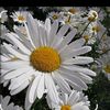 papatya_26_05