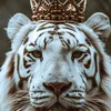 mo_shtaq81