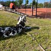 quinn.the.dane