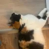 cookie34740