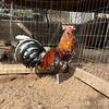 marin_gamefowl