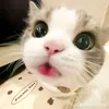 biutigo.cte_