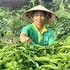 Hảo Farmer
