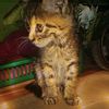 simithecat0