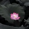 beno_bn.02