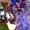 flowersanggrek
