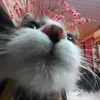 thomas_nsz