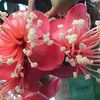 kembang_duren01