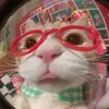 _rhon0rhina_