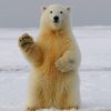 Animals Sounds