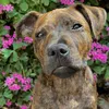 rexthestaffypup