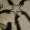 captainboyy222