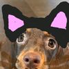 the_dog046