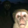 tonkathegoat