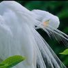 wildbird163