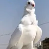 studdedd3