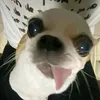 accphucuattrinhh