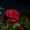 shmar370244