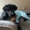 snooter_booter