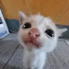 t_neznma