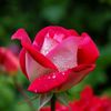 haniya.raheel7