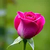 ali_own1