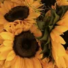 sunflowerskiwi