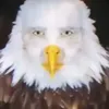 le.e6924